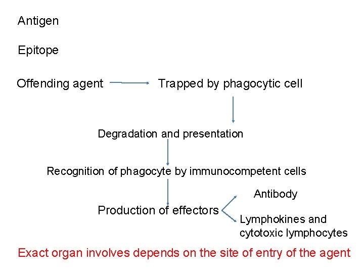 Antigen Epitope Offending agent Trapped by phagocytic cell Degradation and presentation Recognition of phagocyte