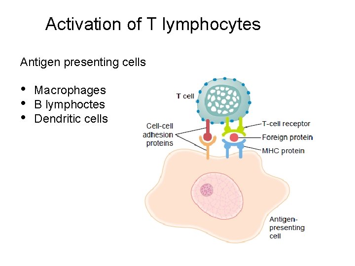 Activation of T lymphocytes Antigen presenting cells • • • Macrophages B lymphoctes Dendritic