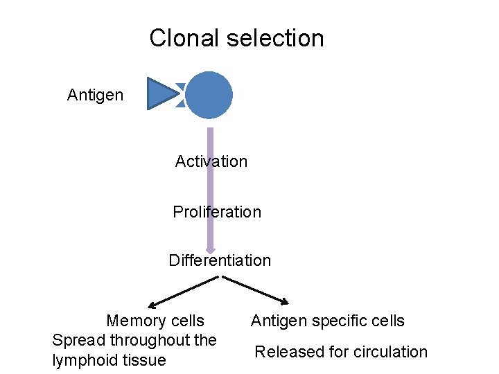 Clonal selection Antigen Activation Proliferation Differentiation Memory cells Spread throughout the lymphoid tissue Antigen