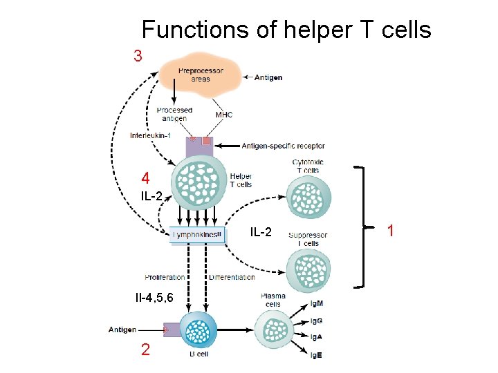 Functions of helper T cells 3 4 IL-2 Il-4, 5, 6 2 1 