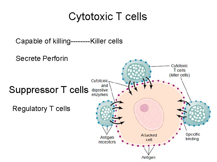 Cytotoxic T cells Capable of killing----Killer cells Secrete Perforin Suppressor T cells Regulatory T