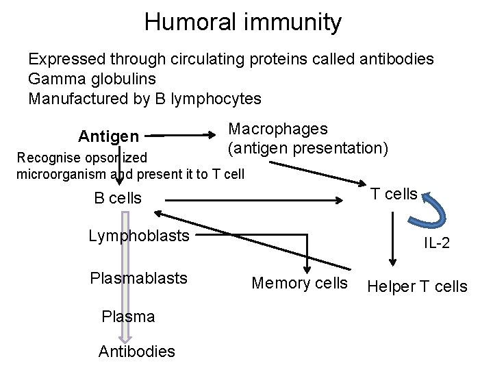Humoral immunity Expressed through circulating proteins called antibodies Gamma globulins Manufactured by B lymphocytes