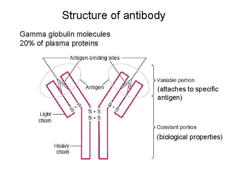Structure of antibody Gamma globulin molecules 20% of plasma proteins (attaches to specific antigen)