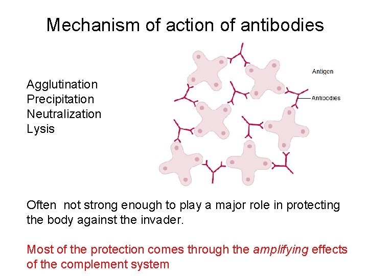 Mechanism of action of antibodies Agglutination Precipitation Neutralization Lysis Often not strong enough to