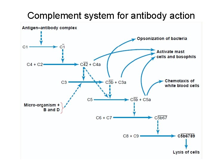 Complement system for antibody action 
