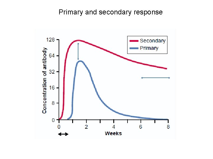 Primary and secondary response 