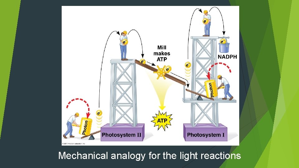 Mechanical analogy for the light reactions 