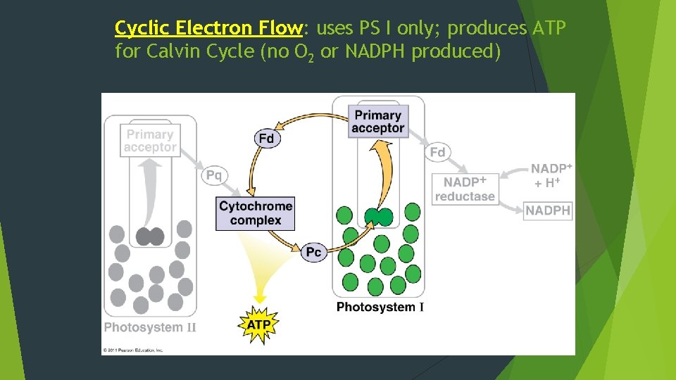 Cyclic Electron Flow: uses PS I only; produces ATP for Calvin Cycle (no O