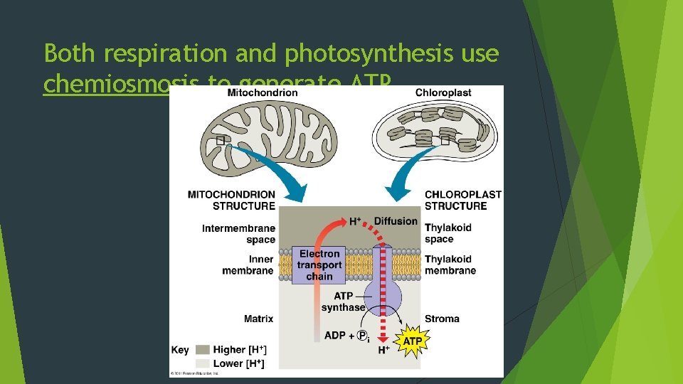 Both respiration and photosynthesis use chemiosmosis to generate ATP 