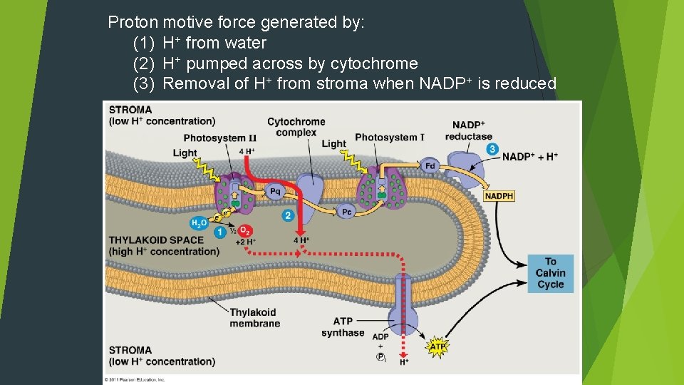 Proton motive force generated by: (1) H+ from water (2) H+ pumped across by