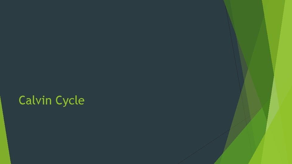 Calvin Cycle 
