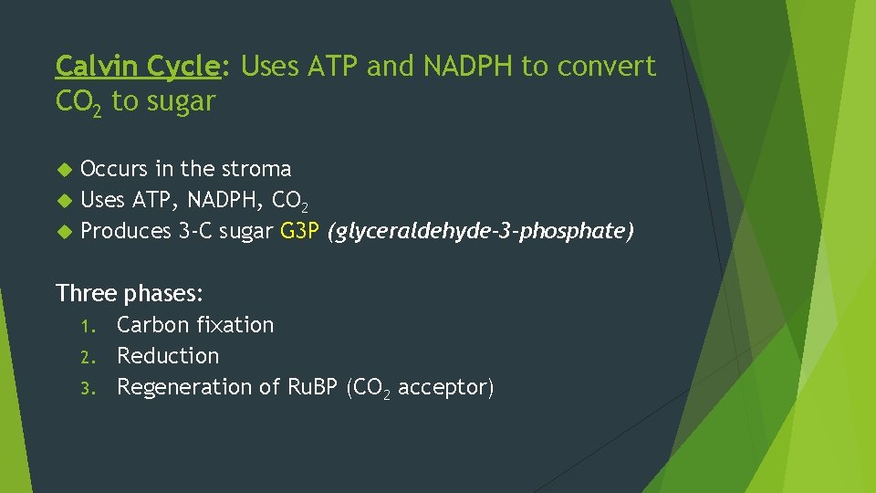 Calvin Cycle: Uses ATP and NADPH to convert CO 2 to sugar Occurs in