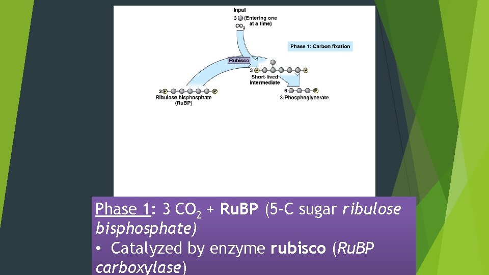 Phase 1: 3 CO 2 + Ru. BP (5 -C sugar ribulose bisphosphate) •