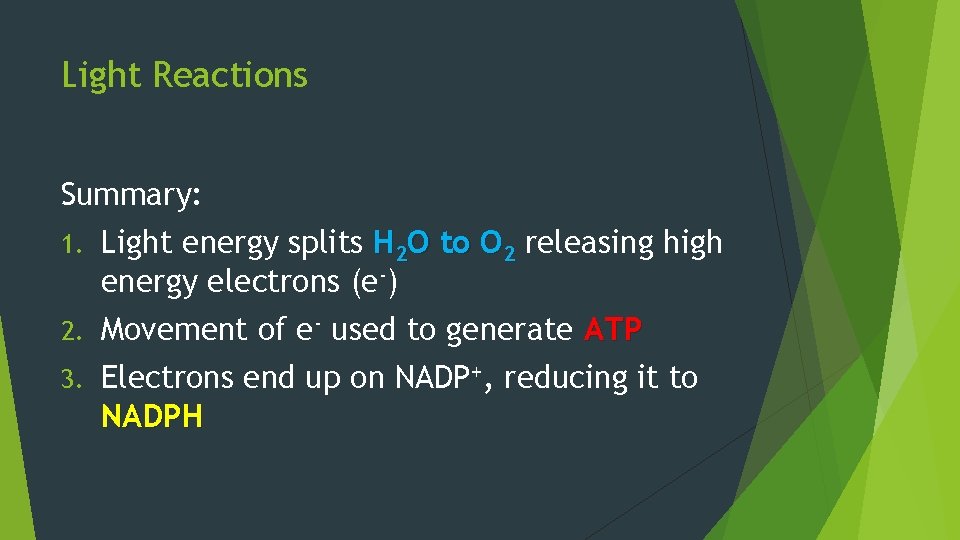 Light Reactions Summary: 1. Light energy splits H 2 O to O 2 releasing