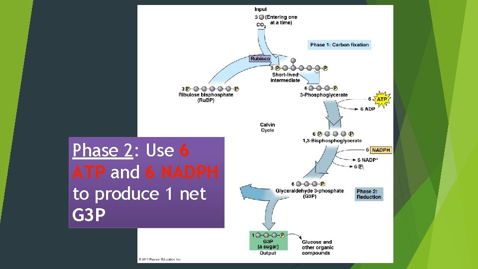 Phase 2: Use 6 ATP and 6 NADPH to produce 1 net G 3