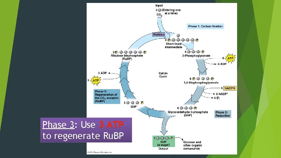 Phase 3: Use 3 ATP to regenerate Ru. BP 
