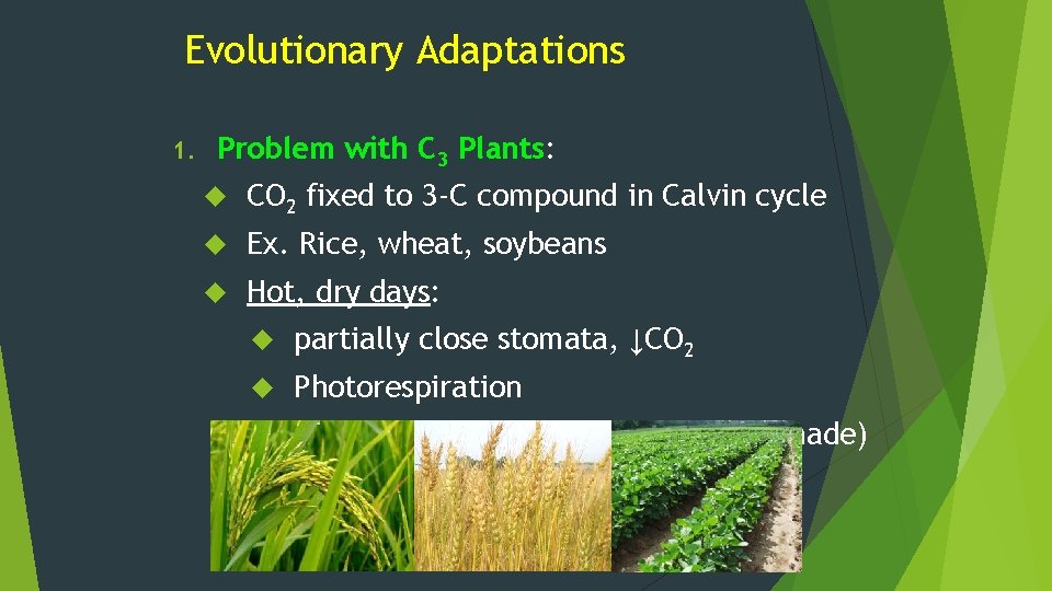 Evolutionary Adaptations 1. Problem with C 3 Plants: CO 2 fixed to 3 -C