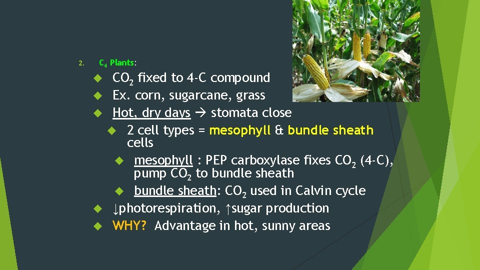 2. C 4 Plants: CO 2 fixed to 4 -C compound Ex. corn, sugarcane,