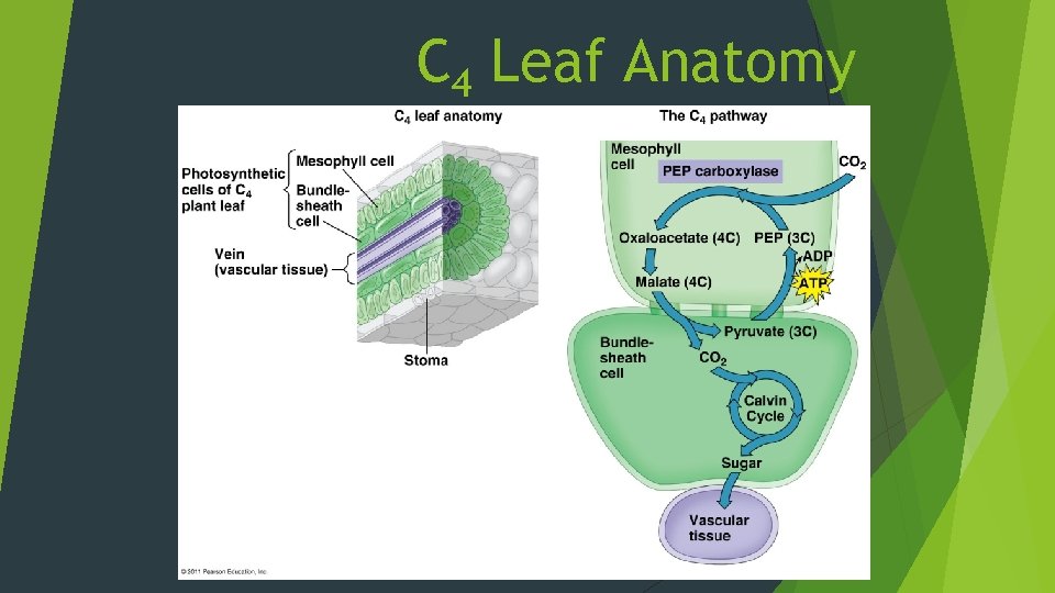 C 4 Leaf Anatomy 
