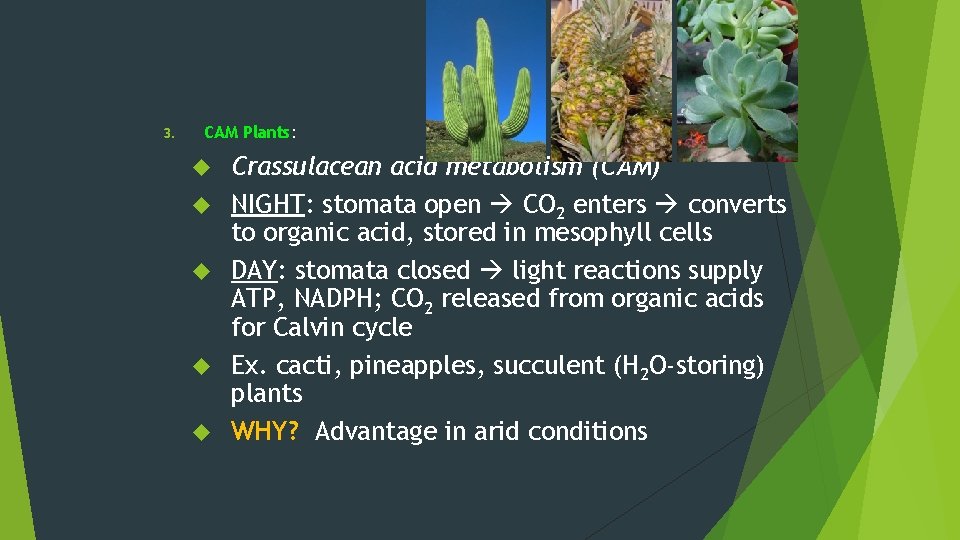 3. CAM Plants: Crassulacean acid metabolism (CAM) NIGHT: stomata open CO 2 enters converts