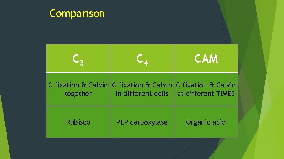 Comparison C 3 C 4 CAM C fixation & Calvin together in different cells