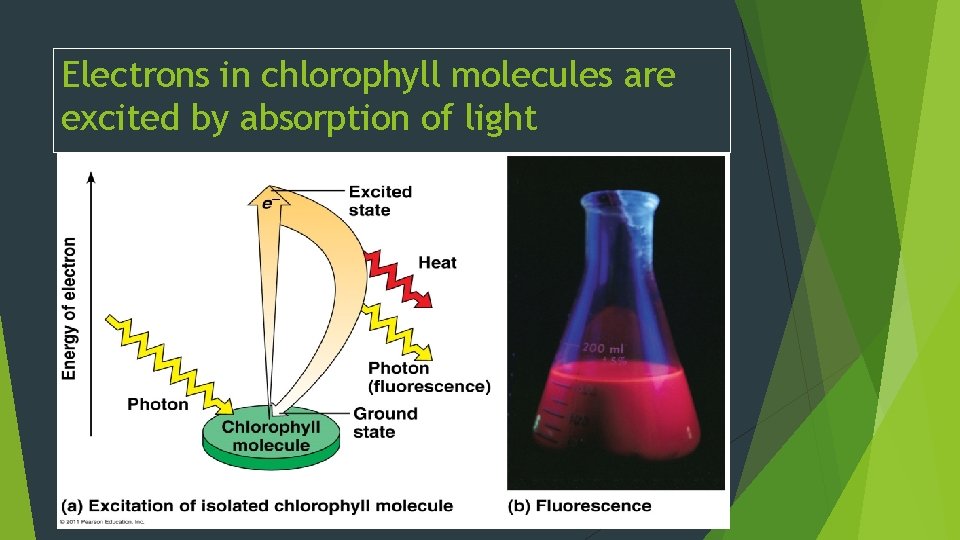 Electrons in chlorophyll molecules are excited by absorption of light 