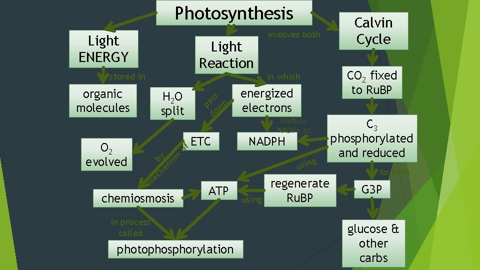 Photosynthesis Light ENERGY Light Reaction stored in organic molecules of ss a p wn