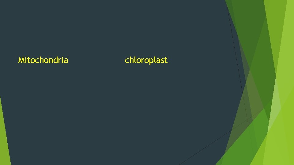 Mitochondria chloroplast 