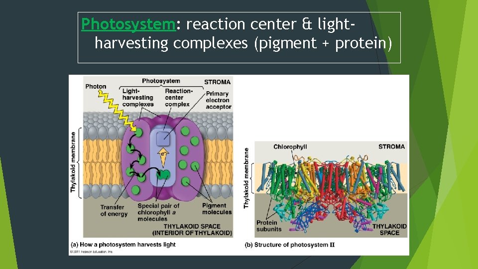 Photosystem: reaction center & lightharvesting complexes (pigment + protein) 