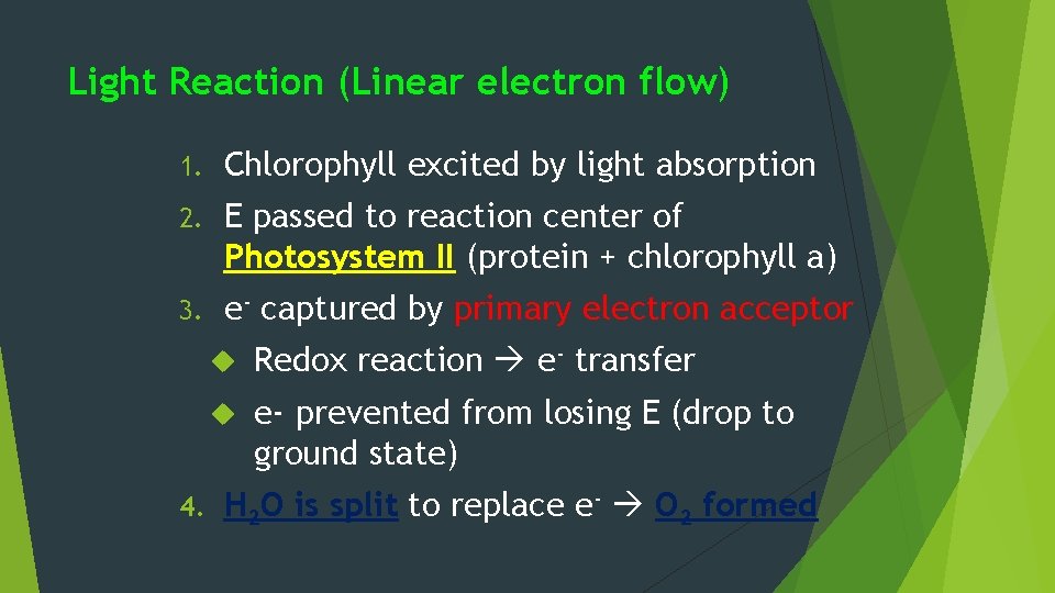 Light Reaction (Linear electron flow) 1. Chlorophyll excited by light absorption 2. E passed