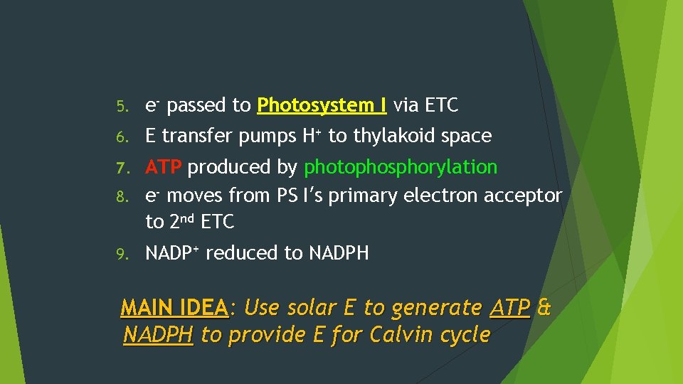 5. e- passed to Photosystem I via ETC 6. E transfer pumps H+ to