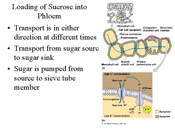 Loading of Sucrose into Phloem • Transport is in either direction at different times