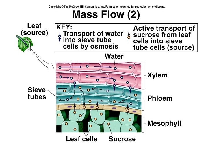 Mass Flow in a Sieve Tube 