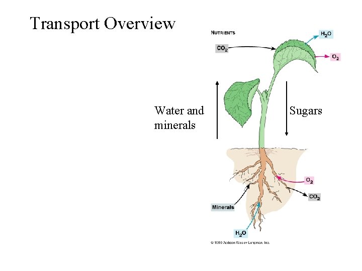 Transport Overview Water and minerals Sugars 