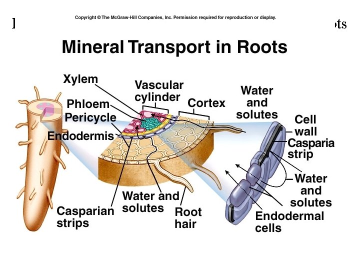 Lateral Transport of Minerals and Water from Roots 