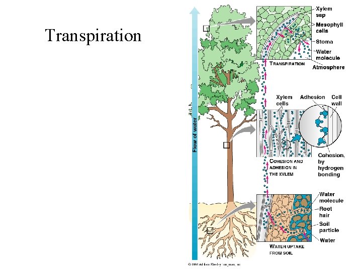 Transpiration 