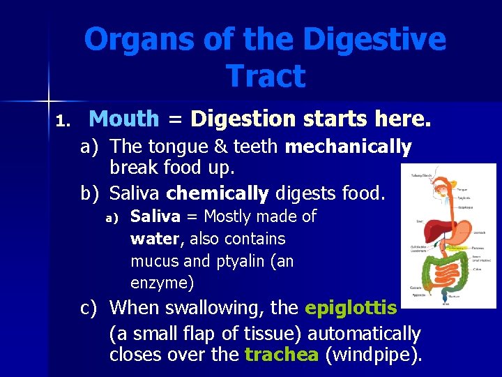 Organs of the Digestive Tract 1. Mouth = Digestion starts here. a) The tongue