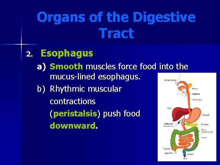 Organs of the Digestive Tract 2. Esophagus a) Smooth muscles force food into the