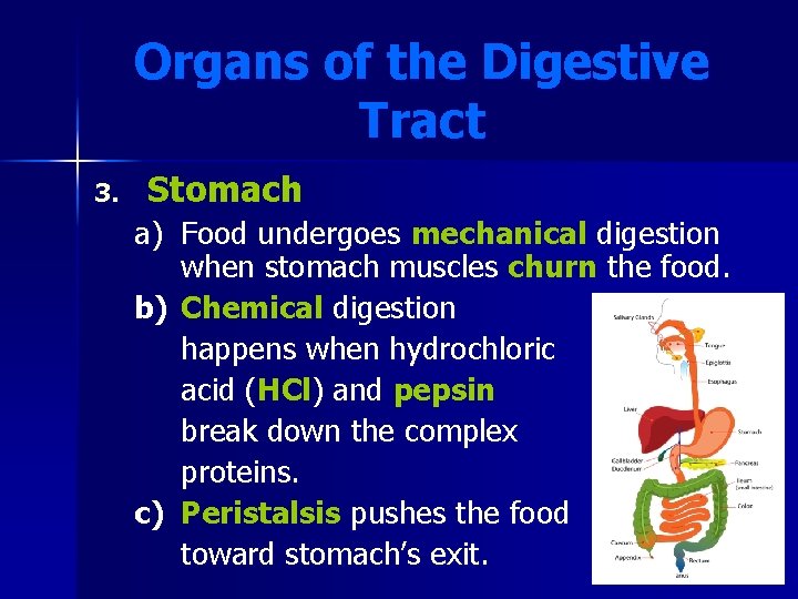 Organs of the Digestive Tract 3. Stomach a) Food undergoes mechanical digestion when stomach