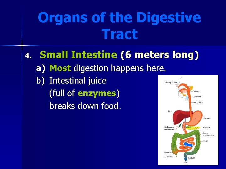 Organs of the Digestive Tract 4. Small Intestine (6 meters long) a) Most digestion