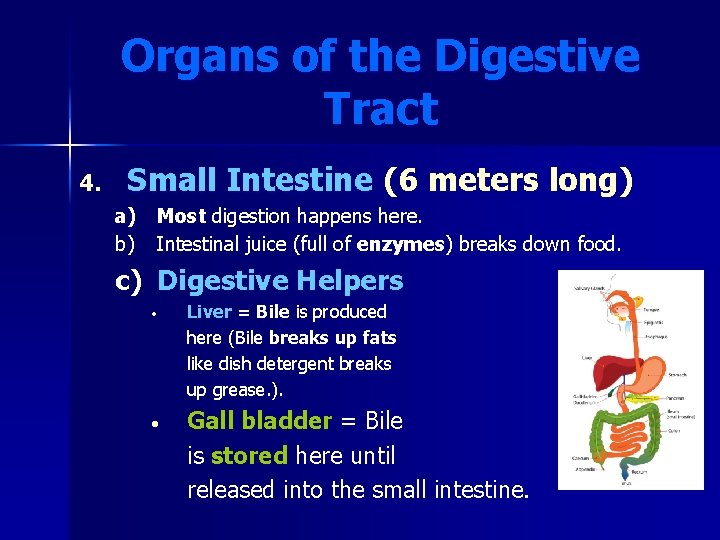 Organs of the Digestive Tract 4. Small Intestine (6 meters long) a) Most digestion