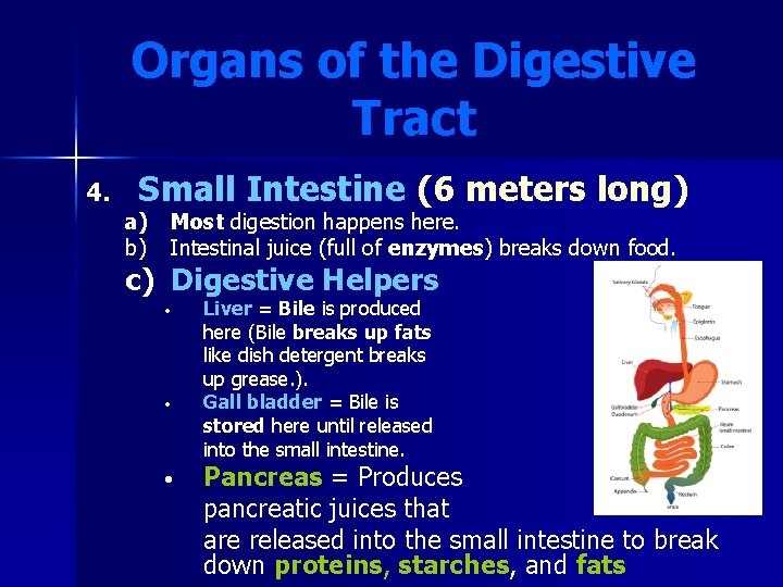 Organs of the Digestive Tract 4. Small Intestine (6 meters long) a) Most digestion