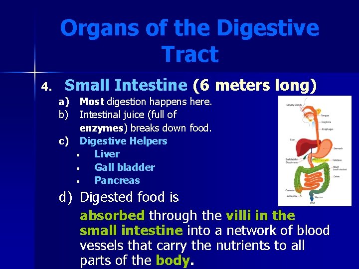 Organs of the Digestive Tract 4. Small Intestine (6 meters long) a) Most digestion