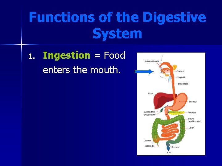 Functions of the Digestive System 1. Ingestion = Food enters the mouth. 
