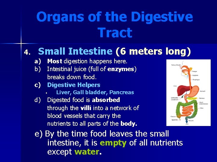 Organs of the Digestive Tract 4. Small Intestine (6 meters long) a) Most digestion