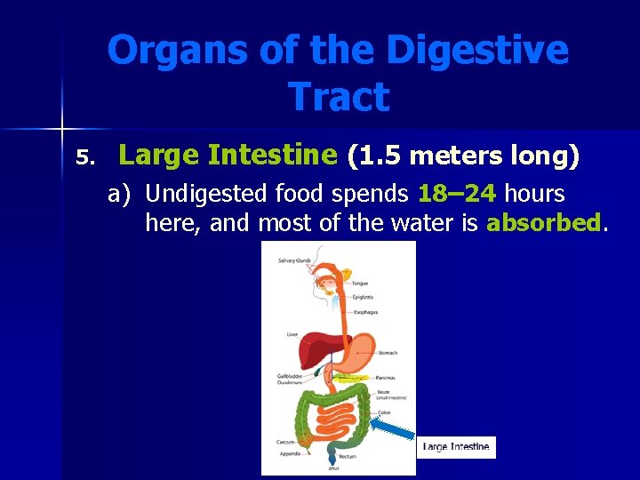 Organs of the Digestive Tract 5. Large Intestine (1. 5 meters long) a) Undigested