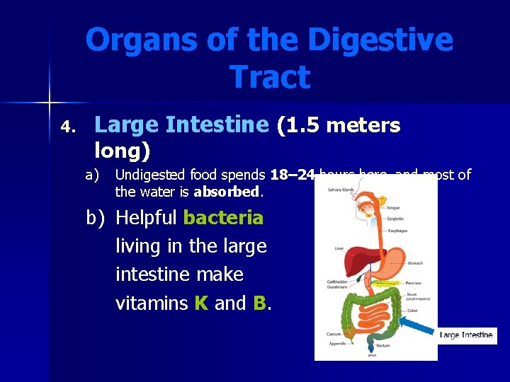 Organs of the Digestive Tract 4. Large Intestine (1. 5 meters long) a) Undigested