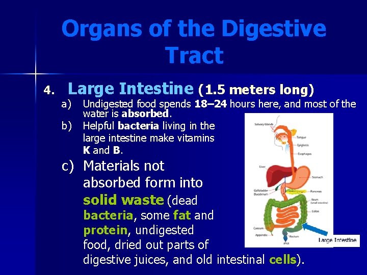 Organs of the Digestive Tract 4. Large Intestine (1. 5 meters long) a) b)