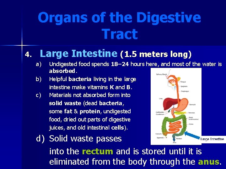 Organs of the Digestive Tract 4. Large Intestine (1. 5 meters long) a) b)