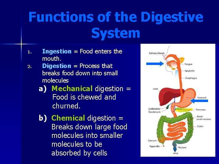 Functions of the Digestive System 1. 2. Ingestion = Food enters the mouth. Digestion